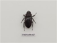 藏品(高砂深山鍬形蟲)的圖片